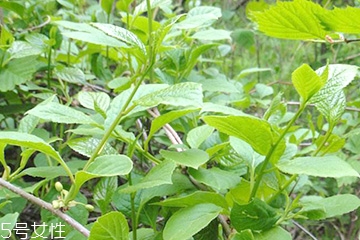 刺五加的食用禁忌 吃刺五加要注意什么？