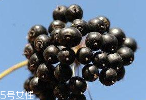 刺五加的食用禁忌 吃刺五加要注意什么？