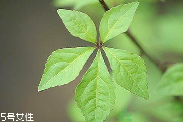 刺五加能泡酒嗎？刺五加怎么泡酒？