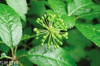 刺五加能泡酒嗎？刺五加怎么泡酒？