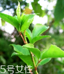 刺五加能泡酒嗎？刺五加怎么泡酒？