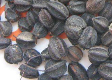 刺五加的食用方法 刺五加怎么吃？