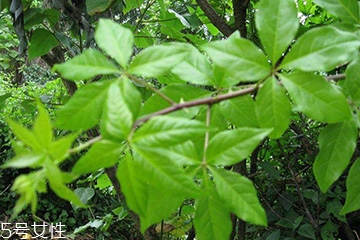 刺五加對(duì)肝病有好處嗎？