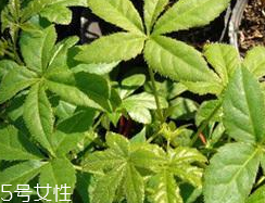 刺五加什么季節(jié)吃好？刺五加春天吃好