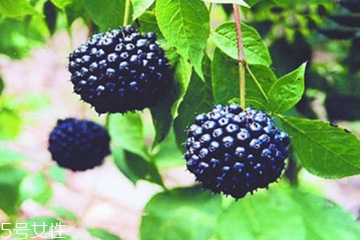 刺五加是發(fā)物嗎？刺五加不是發(fā)物