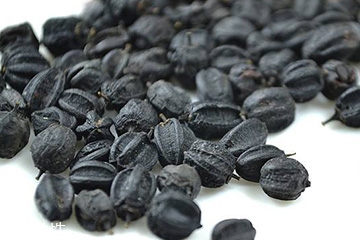 刺五加是發(fā)物嗎？刺五加不是發(fā)物