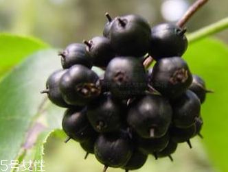 刺五加是發(fā)物嗎？刺五加不是發(fā)物