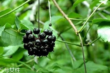 刺五加怎么吃？刺五加有什么用？