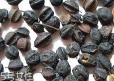 刺五加怎么吃？刺五加有什么用？