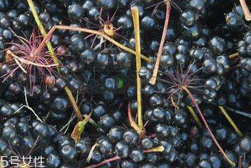 刺五加片的價格 刺五加片多少錢一斤？