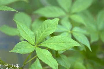 刺五加能不能做餃子餡？刺五加怎么做餃子餡？