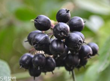 刺五加能不能做餃子餡？刺五加怎么做餃子餡？