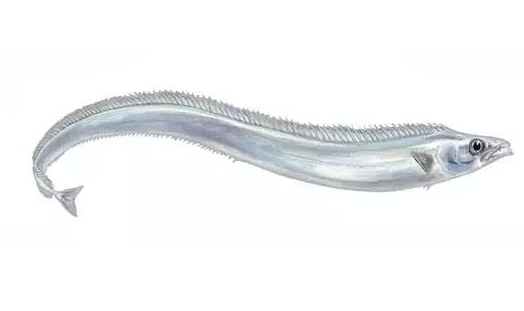 帶魚能清蒸嗎 別有一番風味