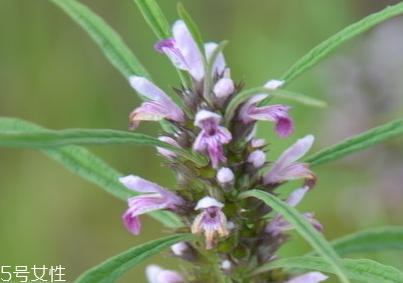 益母草對人的好處 活血調經