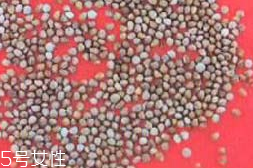 紫蘇子能給小孩吃嗎 可以吃 紫蘇子能給小孩吃嗎 可以吃