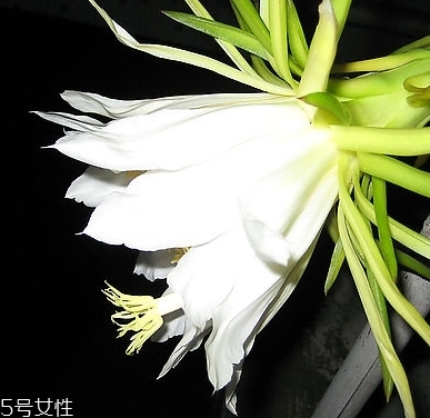 霸王花能和蝦一起吃嗎 兩者并不沖突 霸王花能和蝦一起吃嗎 兩者并不沖突