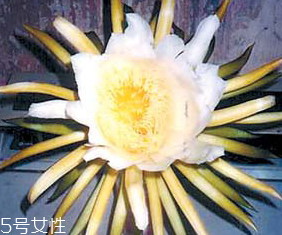 霸王花能和蝦一起吃嗎 兩者并不沖突 霸王花能和蝦一起吃嗎 兩者并不沖突