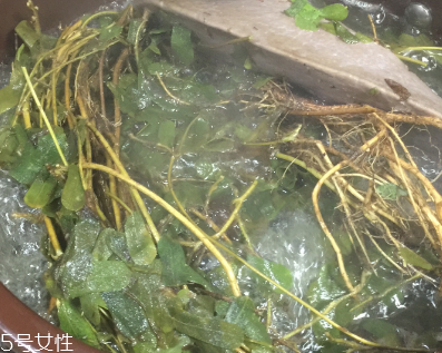 雞骨草的用途 煲湯做茶 雞骨草的用途 煲湯做茶