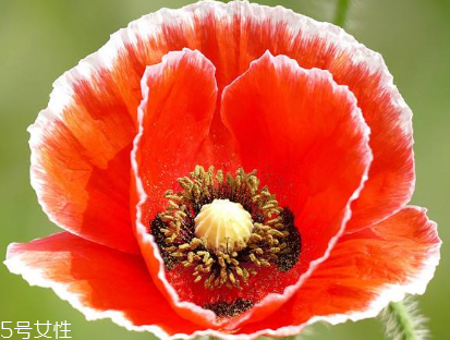 罌粟的價格 罌粟在哪里購買 罌粟的價格 罌粟在哪里購買