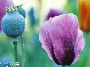 罌粟的價格 罌粟在哪里購買 罌粟的價格 罌粟在哪里購買