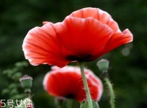 罌粟能治癌癥嗎 罌粟能治癌癥嗎