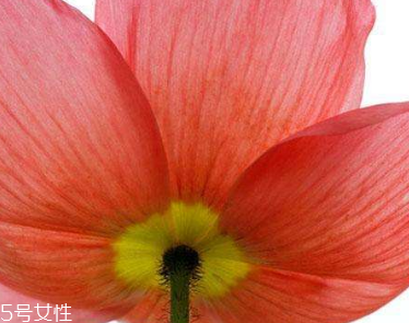 罌粟籽能吃嗎 建議少食 罌粟籽能吃嗎 建議少食