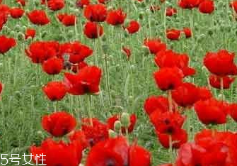 罌粟籽的食用方法很廣泛 罌粟籽的食用方法很廣泛