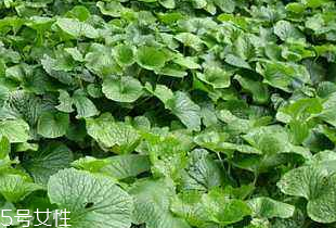 山葵是秋葵嗎 我們不一樣 山葵是秋葵嗎 我們不一樣