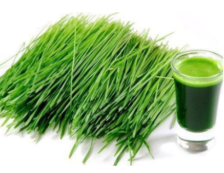 青汁減肥怎么喝 青汁減肥喝法 青汁減肥怎么喝 青汁減肥喝法