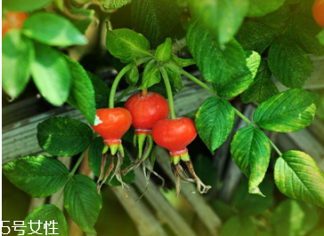 unichi玫瑰果精華膠囊能美白祛斑嗎 unichi玫瑰果評(píng)價(jià) unichi玫瑰果精華膠囊能美白祛斑嗎 unichi玫瑰果評(píng)價(jià)