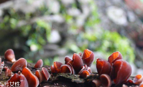 黑木耳治便秘嗎 怎么吃效果更好 黑木耳治便秘嗎 怎么吃效果更好