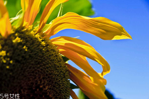 葵花籽油會(huì)上火嗎 吃多了會(huì)上火 葵花籽油會(huì)上火嗎 吃多了會(huì)上火