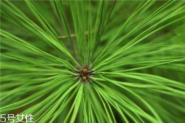 松針的功效與作用 主要有這三點(diǎn) 松針的功效與作用 主要有這三點(diǎn)