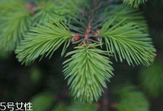 松針的功效與作用 主要有這三點(diǎn) 松針的功效與作用 主要有這三點(diǎn)