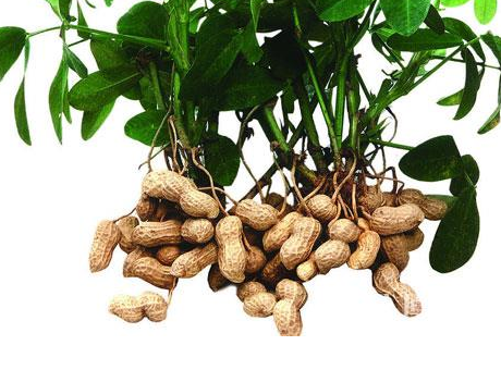 花生油的功效與作用 這個一定要知道 花生油的功效與作用 這個一定要知道