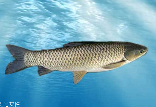 草魚(yú)是發(fā)物嗎 魚(yú)類都是發(fā)物