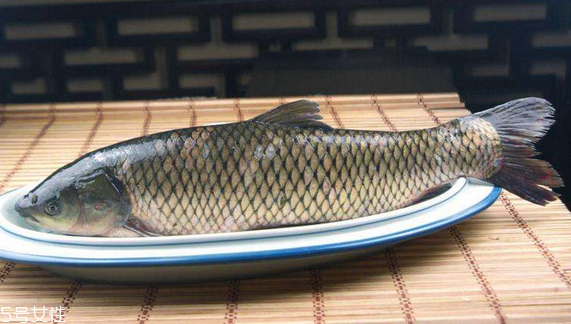 草魚(yú)是發(fā)物嗎 魚(yú)類都是發(fā)物