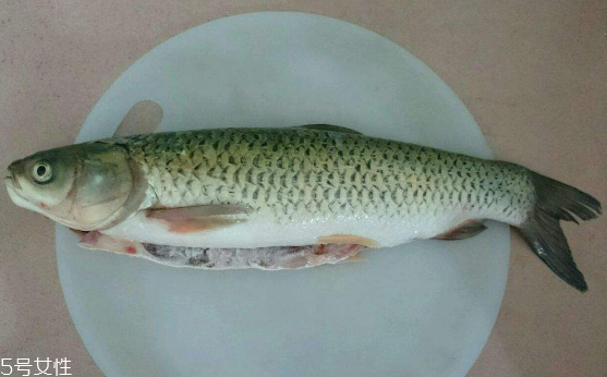 草魚(yú)是發(fā)物嗎 魚(yú)類都是發(fā)物