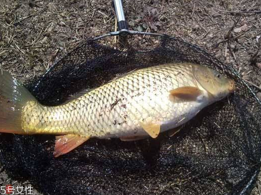 鯉魚為什么沒人吃 原來是這樣 鯉魚為什么沒人吃 原來是這樣