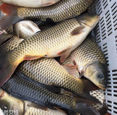 鯉魚為什么沒人吃 原來是這樣 鯉魚為什么沒人吃 原來是這樣