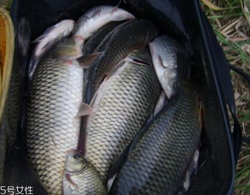 鯉魚肉是紅色的正常嗎 這個(gè)不一定