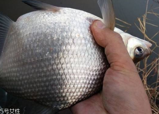 鳊魚和鯽魚哪個(gè)刺多 鯽魚刺很多 鳊魚和鯽魚哪個(gè)刺多 鯽魚刺很多