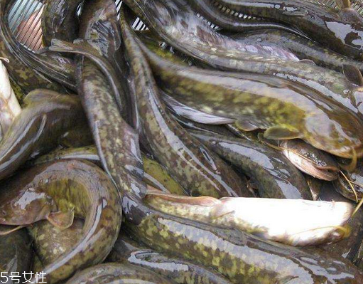 鯰魚(yú)是吃什么長(zhǎng)大的 肉食性魚(yú)類 鯰魚(yú)是吃什么長(zhǎng)大的 肉食性魚(yú)類