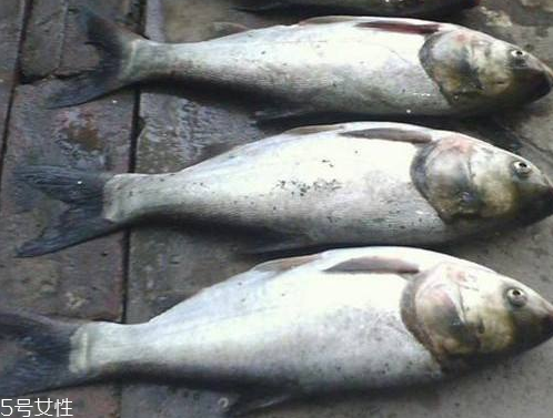 鰱魚頭怎么做好吃 首選是燉湯 鰱魚頭怎么做好吃 首選是燉湯