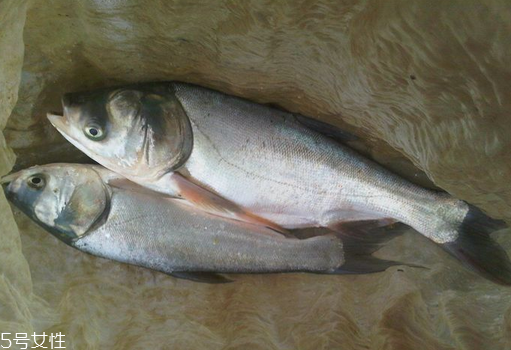 鰱魚頭怎么做好吃 首選是燉湯 鰱魚頭怎么做好吃 首選是燉湯