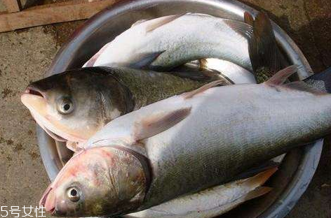鰱魚(yú)和草魚(yú)哪個(gè)刺少 鰱魚(yú)小刺多