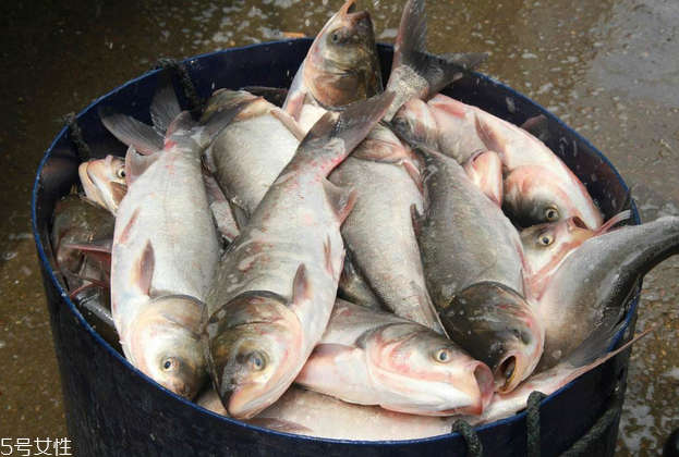 鰱魚(yú)和草魚(yú)哪個(gè)刺少 鰱魚(yú)小刺多