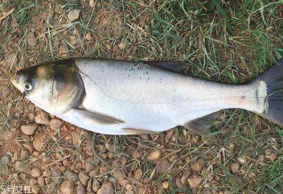 鰱魚(yú)和草魚(yú)哪個(gè)刺少 鰱魚(yú)小刺多