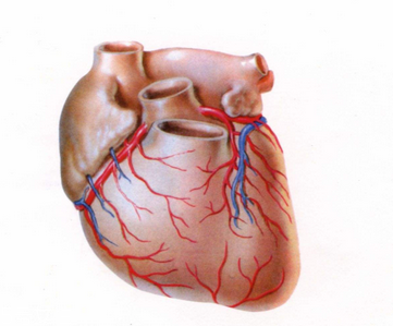 不良飲食有害身心健康 容易引發(fā)心血管疾病 不良飲食有害身心健康 容易引發(fā)心血管疾病