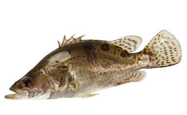 桂魚(yú)有刺嗎 刺還挺少的